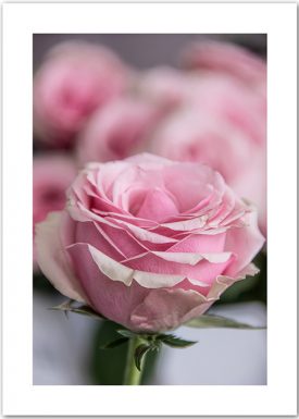 Pink Rose | Poster