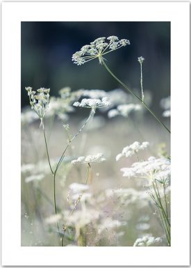 Summer Meadow | Poster