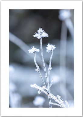 Poster mit gefrorenen Gräserblüten vor einem eisblauen Hintergrund