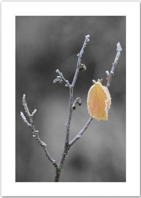 Frozen Leaf | Poster