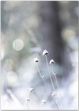 Ice Magic Blossoms | Poster