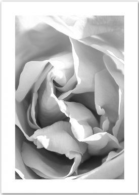 Magic Rose | BW | Poster