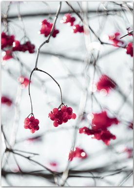 Winterberries | Poster