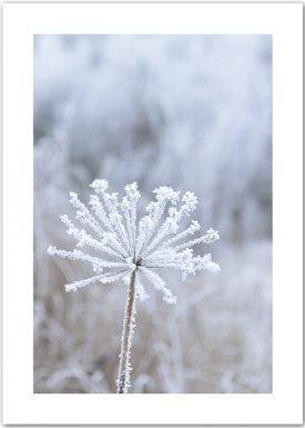 Frozen Grass | Poster