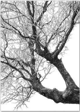 Poster mit einem Baum in Schwarz-weiß.