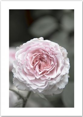 Romantic Rose No. 2 | Poster