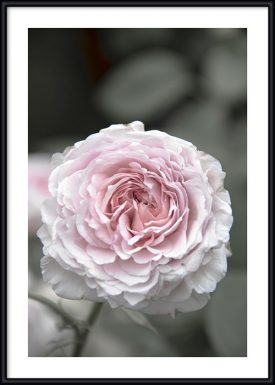 Romantic Rose No. 2 | Poster