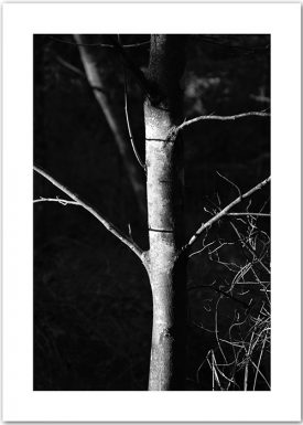 Baum im Mondlicht | Poster
