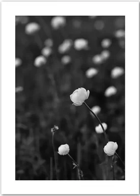 Midnight Flowers | Poster